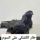 طار الكشكي نوع ذكر