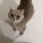 انثى سكوتش استريت حامل من سكوتش فولد علا وجه ولاده