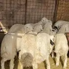 ذبايح رمضان طليان نجد حبص تيوس مخاصي