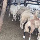 كباش ذبايح طيبة جدا