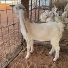 جفره صنف(تم البيع)