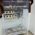 محمية طيور صغيره للبيع كامله