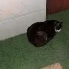قط للتبني العاجل