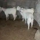 تيوس جفرات تيس جفره