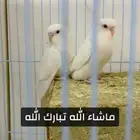 فروخ بادجي البينو وطفرات