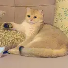 تم البيع تم البيع قطه اسكوتش فولد للبيع