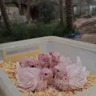 فروخ كروان البينو