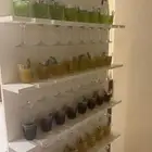 ستاند عصاير