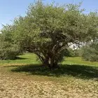 خبير تحديد نقاط الماء الجوفيه في الارض