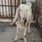 تيس جذع 11 شهر