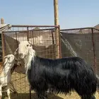 مشروع فحل نجدي فاخر ( مباع )