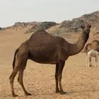 ناقه صفراء كفو معشر ( مباعه )