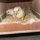 كنيور مون شيك بيور محضن على بيض