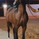 مربط النوافل للخيول العربية