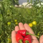 مطلوب مزرعه