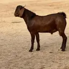 تم البيع مشاريع فحول عيال كلهاري دهم فواخر