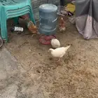 دجاج لوهمان