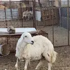 نعحه حايل شحم