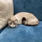سكوتش فولد