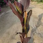 نبات كنا حمراء