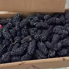 توت