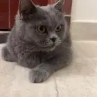 قطه سكوتش رماديه