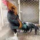 ديك بلجيكي