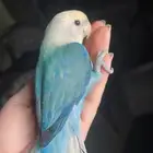 للبيع ببغاء الروز الاليف