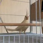 للبيع انثى بفروخها