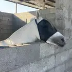 فرس شعبيه للبيع