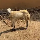كبش جذع للبيع