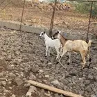 شاه معها ولدها
