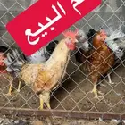 ديوك بلدي ديك
