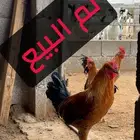 دجاج وديوك بلدي