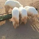 خرفان للبيع