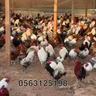دجاج بلدي بياض