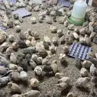 للبيع سمان