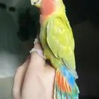 للبيع ببغاء الروز الاليف