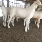 مشروع فحل بيشي ابرص