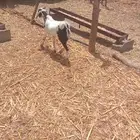 تيس ذبيحة على الشرط