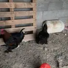 طقم برهما
