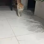قطة للتبني