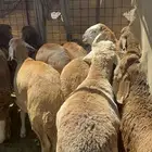 سواكن حمريات مرابي