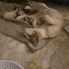 قطط للتبني