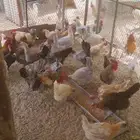 دجاج