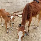 شرق الحرجه