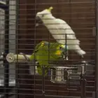 أمازوني وكوكاتو مع القفص