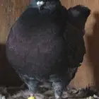 مودينا مع طبة مدينا من إنتاجه