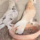 زوج حمام