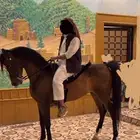 حصان واهو عربي اصيل